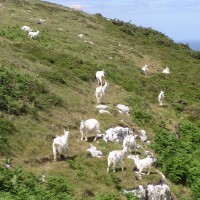 Kashmir goat, feral goat